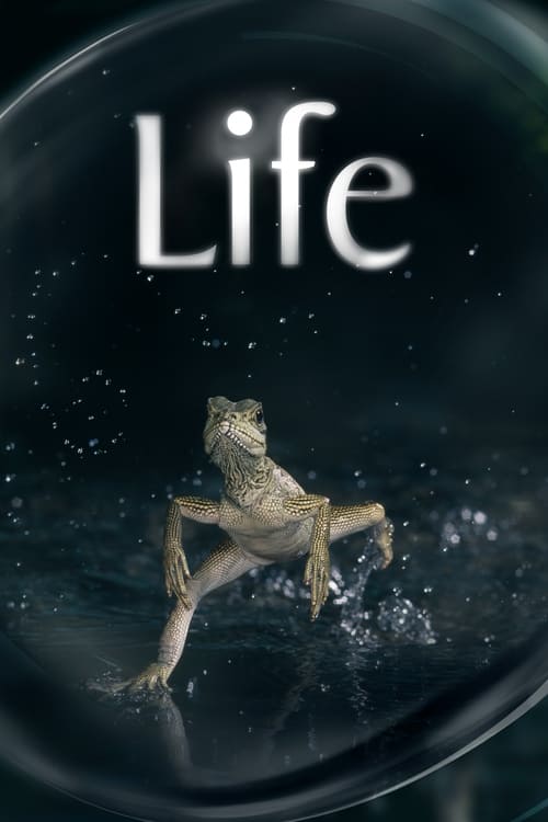 Life İzle
