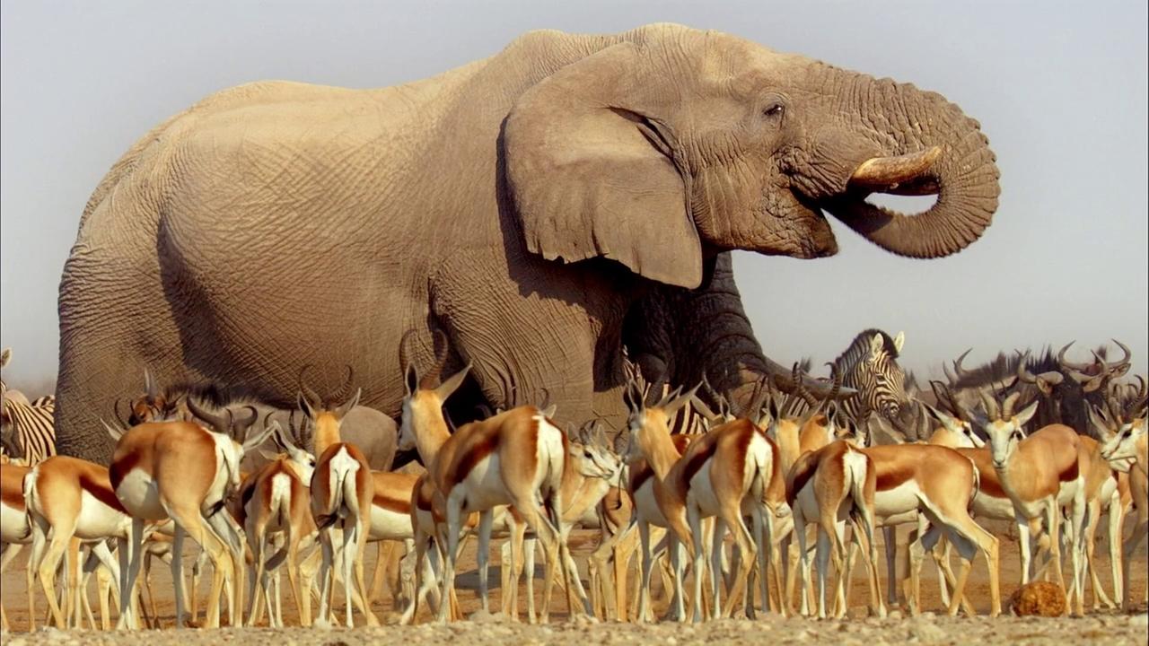 Africa İzle