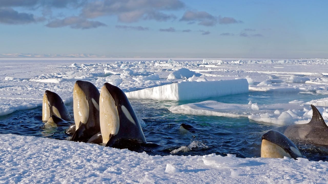 Frozen Planet İzle