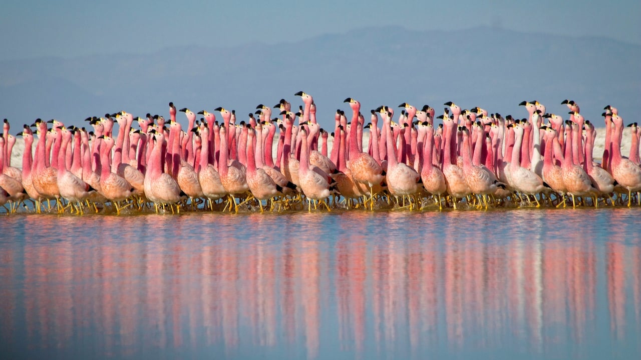 Planet Earth II İzle